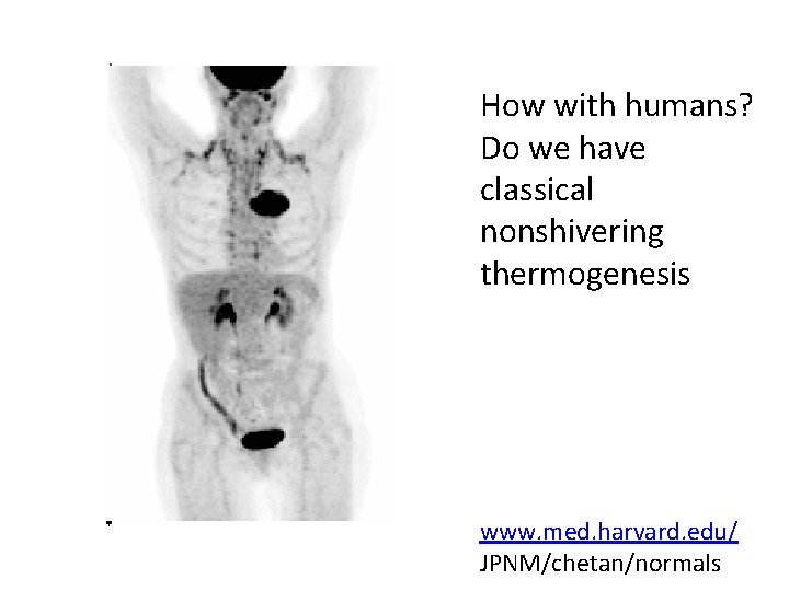 How with humans? Do we have classical nonshivering thermogenesis www. med. harvard. edu/ JPNM/chetan/normals