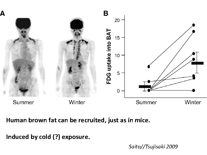 Human brown fat can be recruited, just as in mice. Induced by cold (?