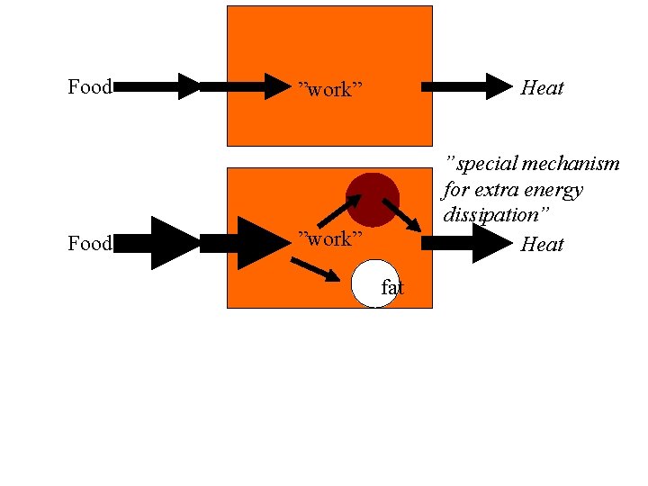 Food Heat ”work” ”special mechanism for extra energy dissipation” Heat ”work” fat 