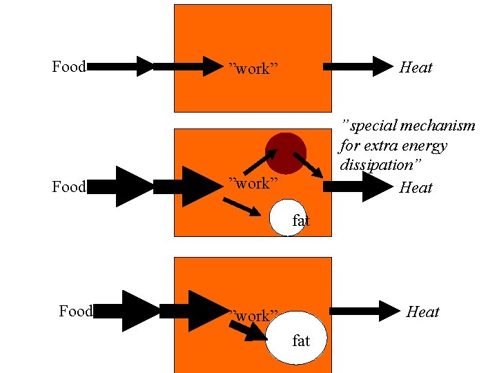 Food Heat ”work” ”special mechanism for extra energy dissipation” Heat ”work” fat Food Heat