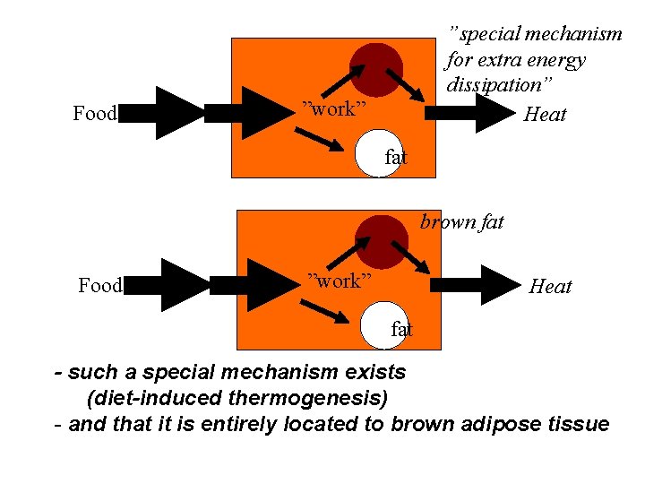 Food ”special mechanism for extra energy dissipation” Heat ”work” fat brown fat Food ”work”