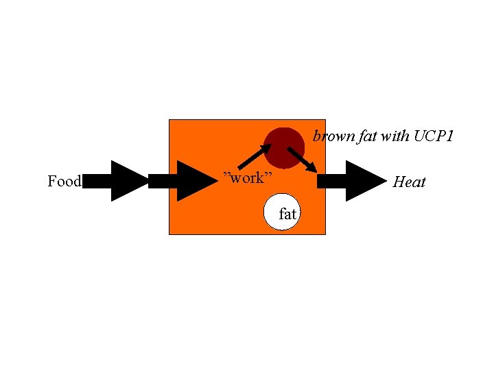 brown fat with UCP 1 Food ”work” Heat fat 