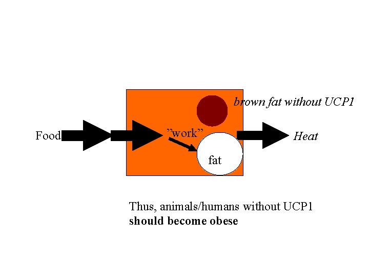 brown fat without UCP 1 Food ”work” Heat fat Thus, animals/humans without UCP 1