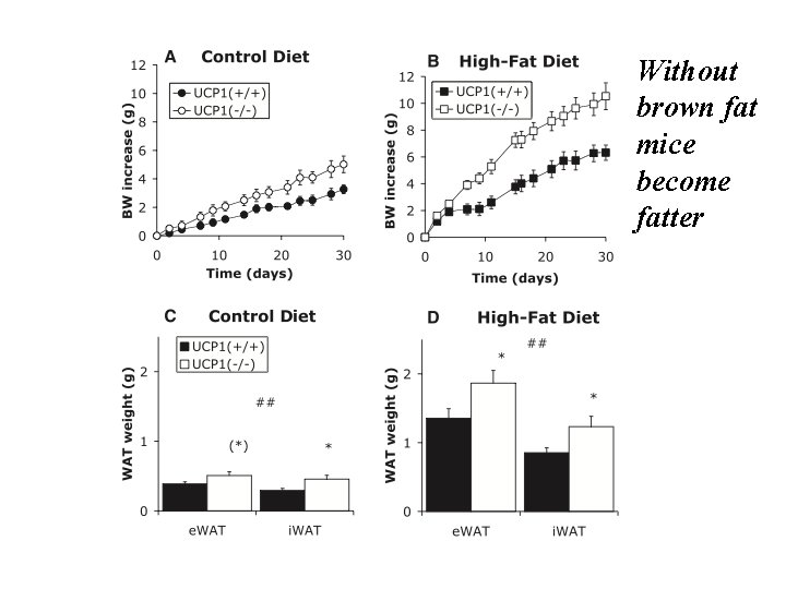 WT WT Without brown fat mice become fatter 