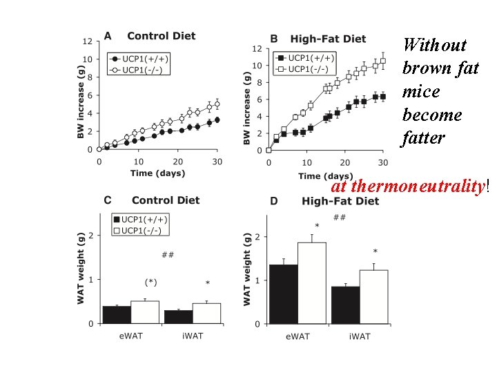 WT Without brown fat mice become fatter at thermoneutrality! WT 