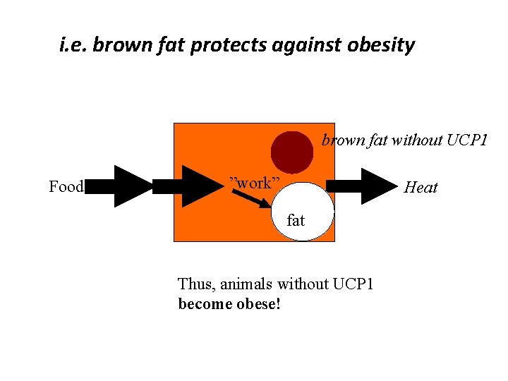 i. e. brown fat protects against obesity brown fat without UCP 1 Food ”work”