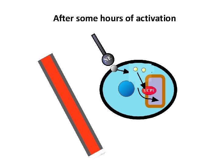 After some hours of activation 