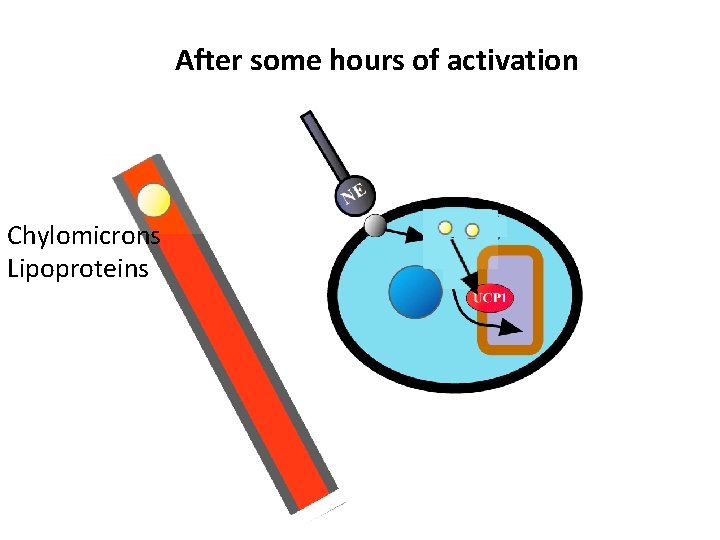 After some hours of activation Chylomicrons Lipoproteins 
