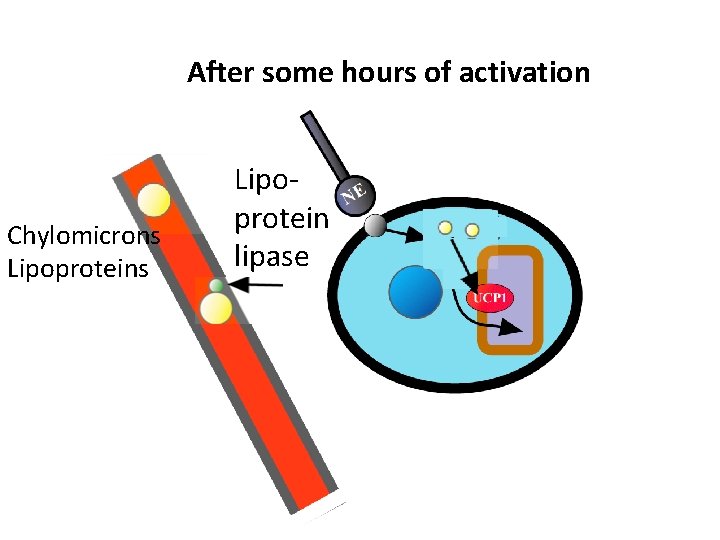 Aftersomehoursofofactivation Chylomicrons Lipoprotein lipase 