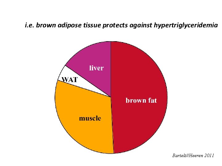 i. e. brown adipose tissue protects against hypertriglyceridemia Bartelt//Heeren 2011 