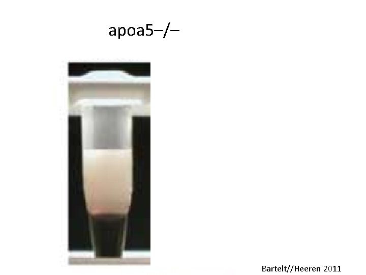 apoa 5–/– Bartelt//Heeren 2011 