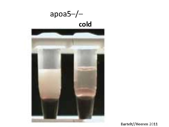 apoa 5–/– cold Bartelt//Heeren 2011 