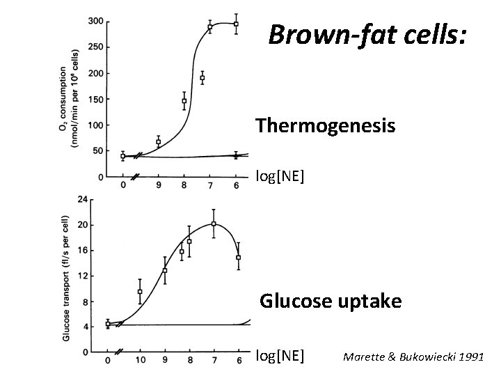 Brown-fat cells: Thermogenesis log[NE] Glucose uptake log[NE] Marette & Bukowiecki 1991 