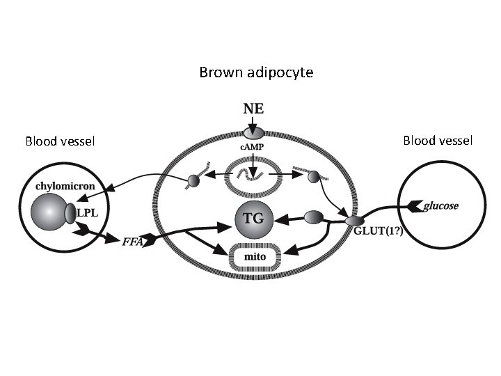 Brown adipocyte Blood vessel 