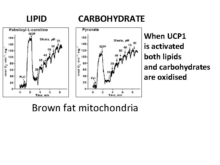 LIPID CARBOHYDRATE When UCP 1 is activated both lipids and carbohydrates are oxidised Brown