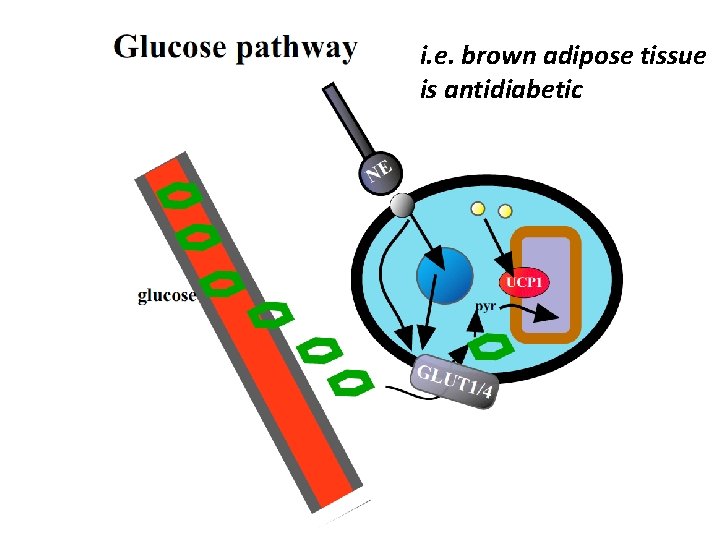 i. e. brown adipose tissue is antidiabetic 