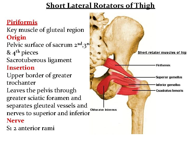Short Lateral Rotators of Thigh Piriformis Key muscle of gluteal region Origin Pelvic surface