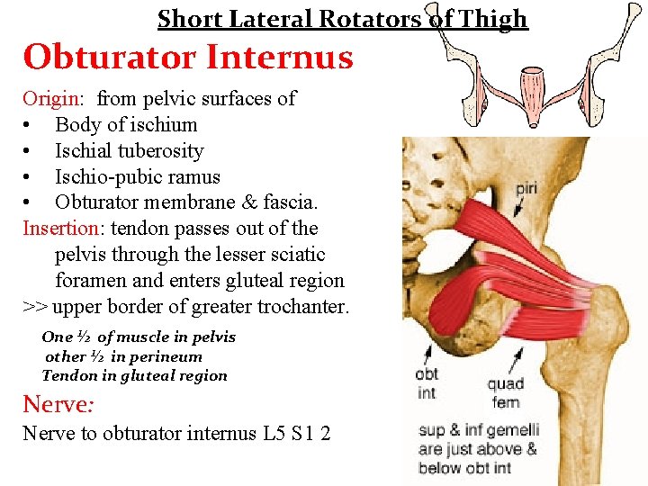 Short Lateral Rotators of Thigh Obturator Internus Origin: from pelvic surfaces of • Body