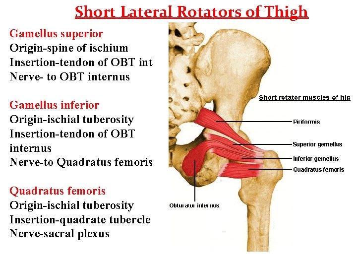 Short Lateral Rotators of Thigh Gamellus superior Origin-spine of ischium Insertion-tendon of OBT int