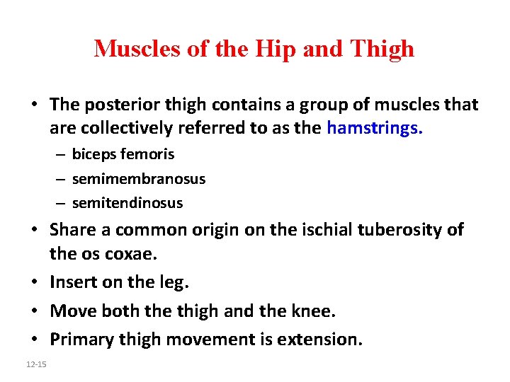 Muscles of the Hip and Thigh • The posterior thigh contains a group of