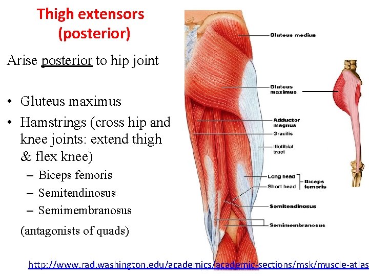 Thigh extensors (posterior) Arise posterior to hip joint _______ • Gluteus maximus • Hamstrings