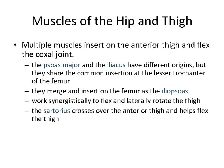 Muscles of the Hip and Thigh • Multiple muscles insert on the anterior thigh