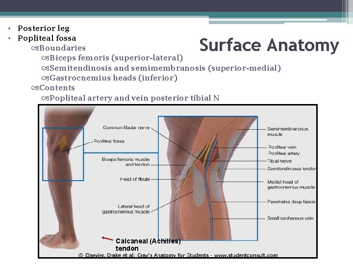  • Posterior leg • Popliteal fossa Boundaries Biceps femoris (superior-lateral) Semitendinosis and semimembranosis