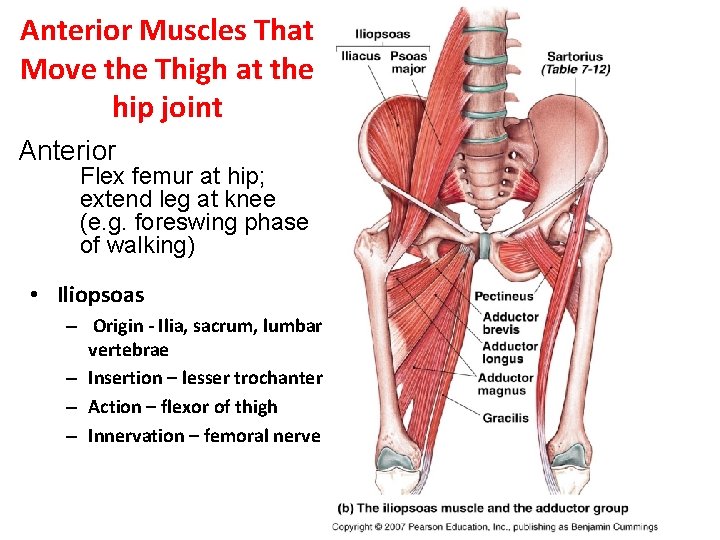 Anterior Muscles That Move the Thigh at the hip joint Anterior Flex femur at