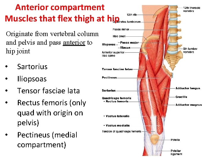 Anterior compartment Muscles that flex thigh at hip Originate from vertebral column and pelvis