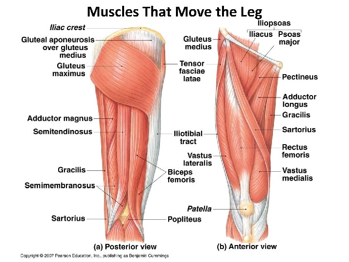 Muscles That Move the Leg 