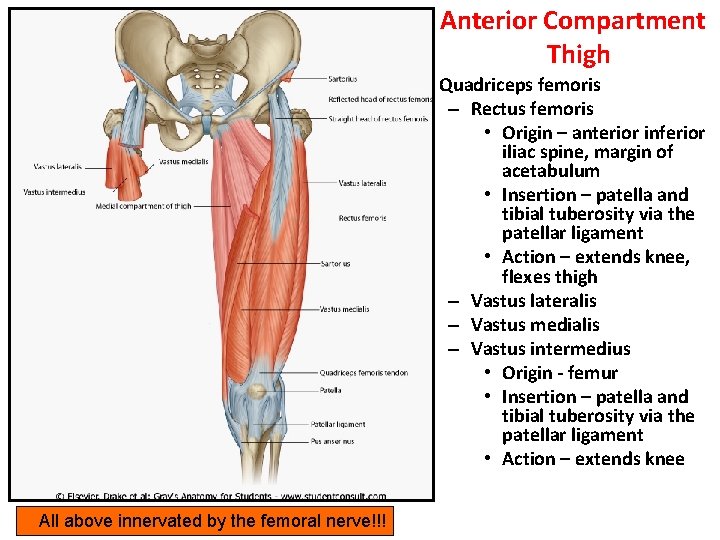 Anterior Compartment Thigh • Quadriceps femoris – Rectus femoris • Origin – anterior inferior