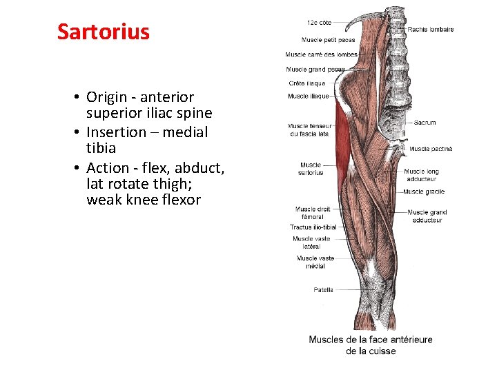 Sartorius • Origin - anterior superior iliac spine • Insertion – medial tibia •
