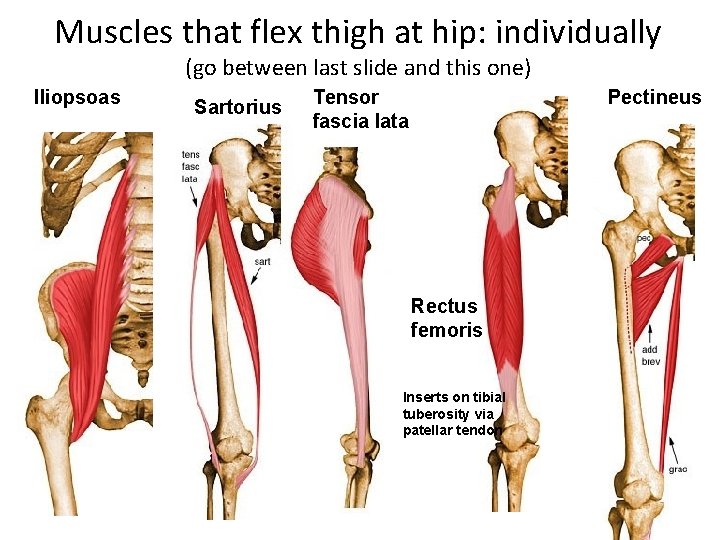 Muscles that flex thigh at hip: individually (go between last slide and this one)