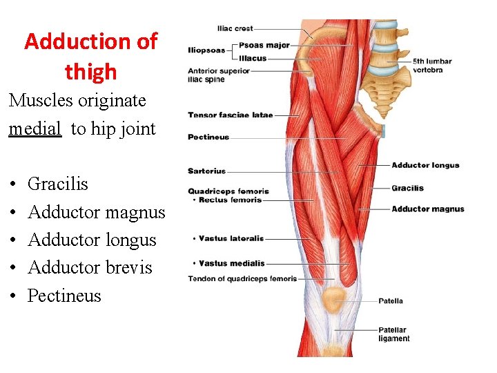 Adduction of thigh Muscles originate medial to hip joint • • • Gracilis Adductor
