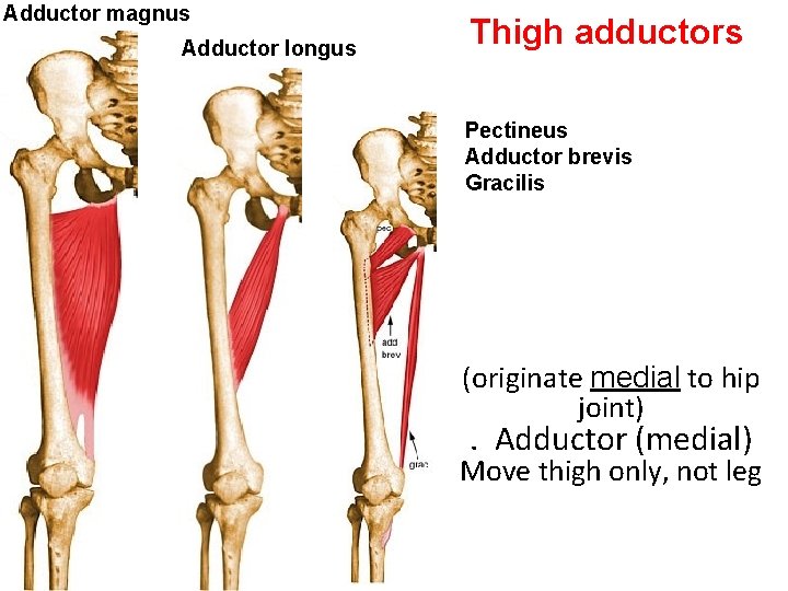 Adductor magnus Adductor longus Thigh adductors Pectineus Adductor brevis Gracilis (originate medial to hip