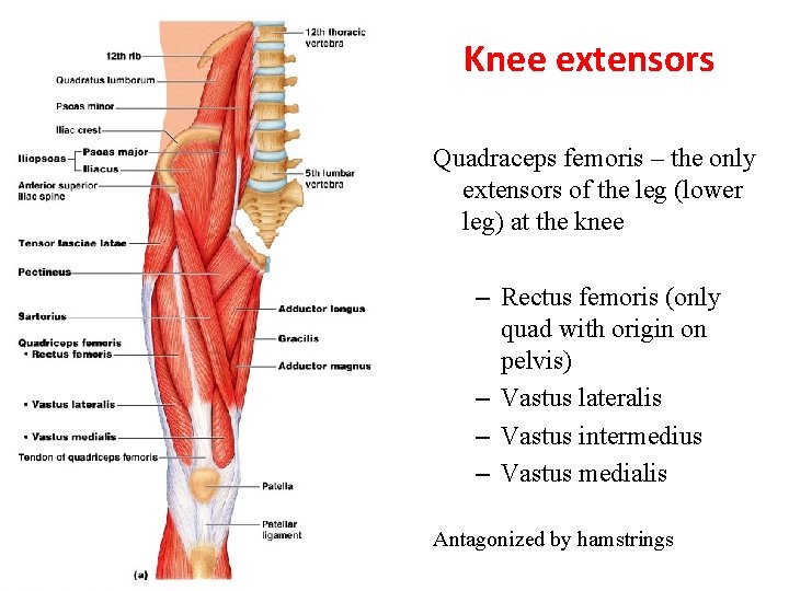 Knee extensors Quadraceps femoris – the only extensors of the leg (lower leg) at