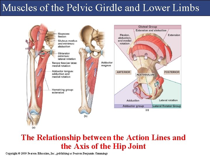 Muscles of the Pelvic Girdle and Lower Limbs The Relationship between the Action Lines