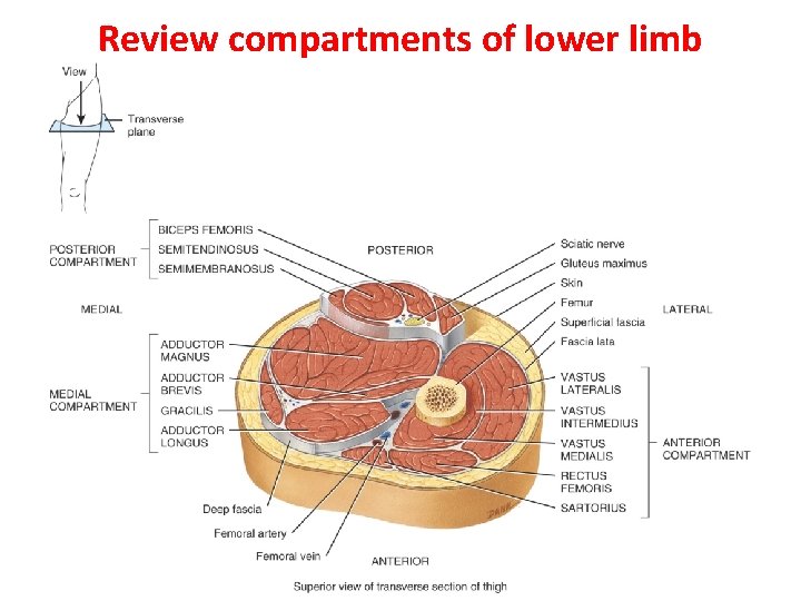 Review compartments of lower limb 