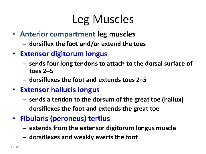 Leg Muscles • Anterior compartment leg muscles – dorsiflex the foot and/or extend the