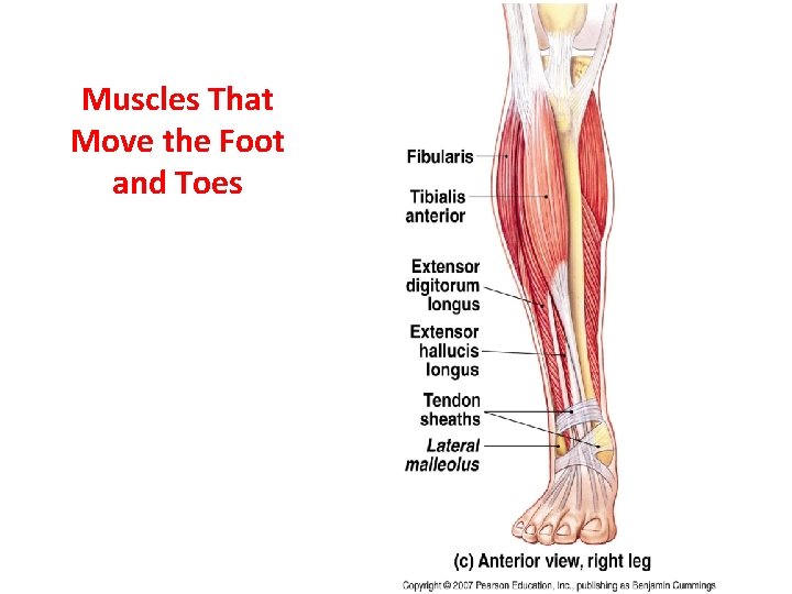 Muscles That Move the Foot and Toes 
