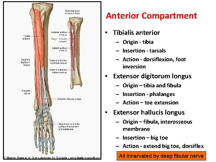 Anterior Compartment • Tibialis anterior – Origin - tibia – Insertion - tarsals –