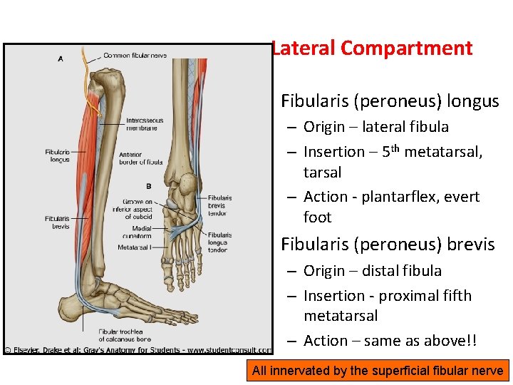 Lateral Compartment • Fibularis (peroneus) longus – Origin – lateral fibula – Insertion –