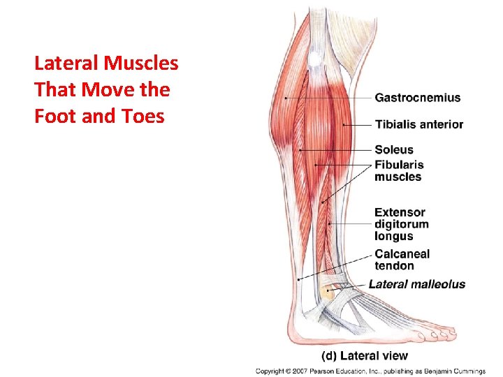 Lateral Muscles That Move the Foot and Toes 