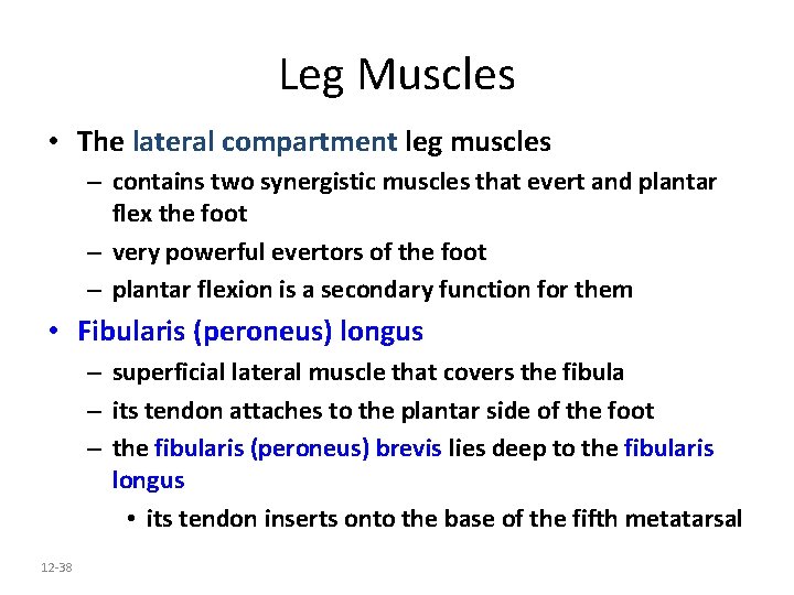 Leg Muscles • The lateral compartment leg muscles – contains two synergistic muscles that