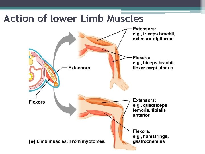 Action of lower Limb Muscles 