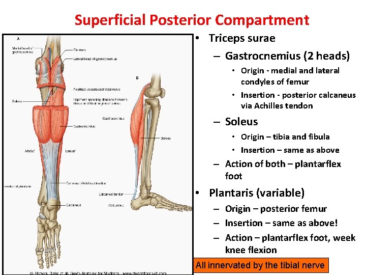 Superficial Posterior Compartment • Triceps surae – Gastrocnemius (2 heads) • Origin - medial