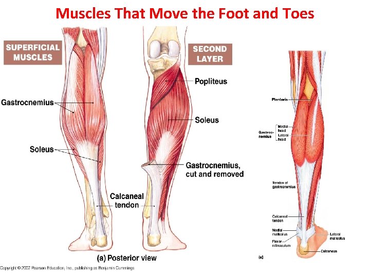 Muscles That Move the Foot and Toes 