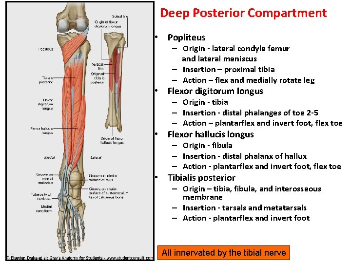 Deep Posterior Compartment • Popliteus – Origin - lateral condyle femur and lateral meniscus