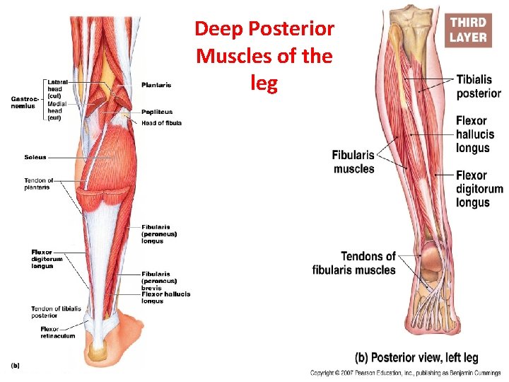 Deep Posterior Muscles of the leg 