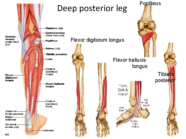 Deep posterior leg Popliteus Flexor digitorum longus Flexor hallucis longus Tibialis posterior 